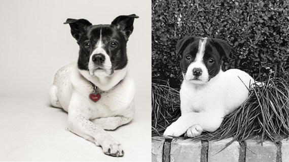 Split screen of Lola grown up vs. Lola as a puppy