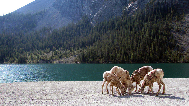 Banff National Park